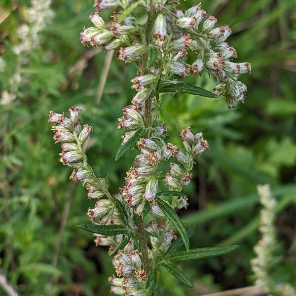 Artemisia vulgaris फूल