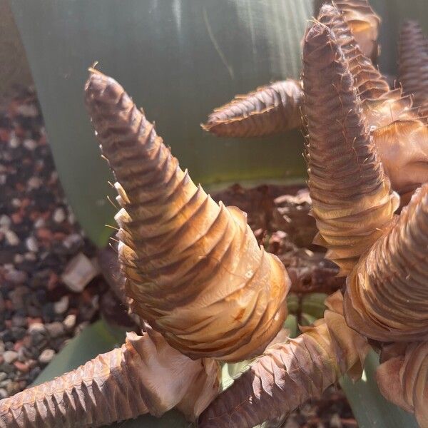 Welwitschia mirabilis Frukto