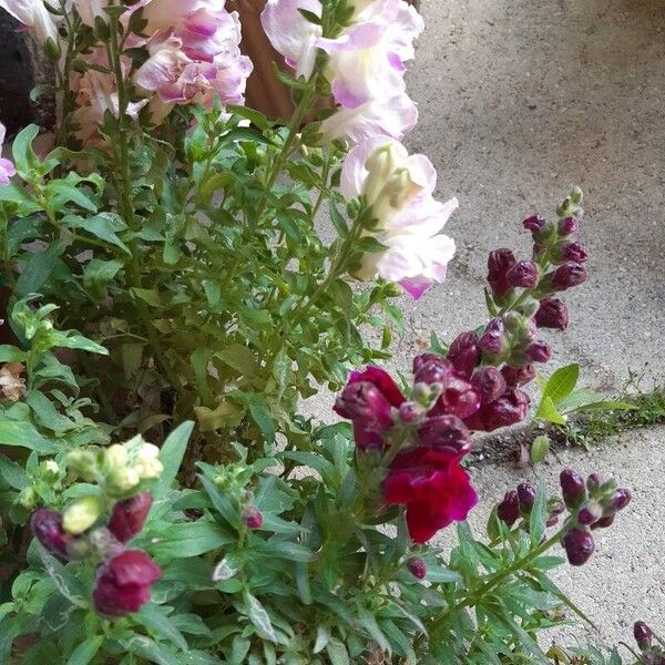 Antirrhinum siculum Flower