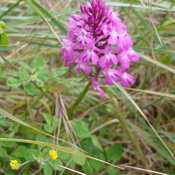 Anacamptis pyramidalis Staniste