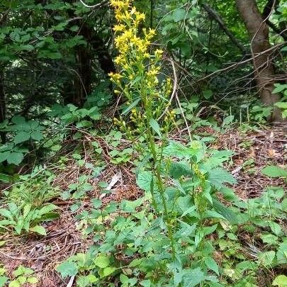 Solidago virgaurea Elinympäristö