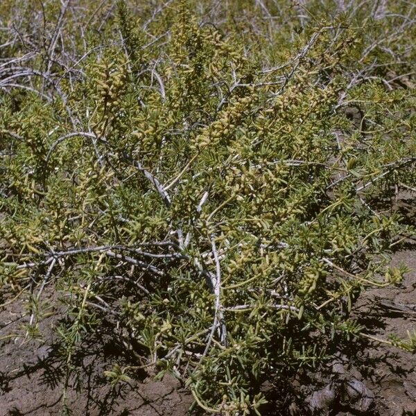 Batis maritima 整株植物