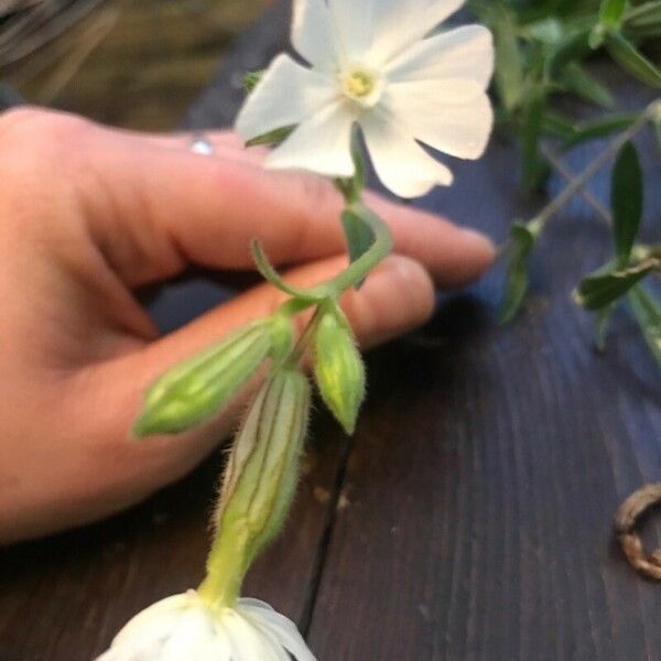 Silene italica Blüte