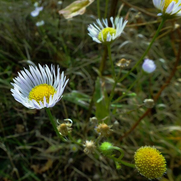 Erigeron annuus ফুল