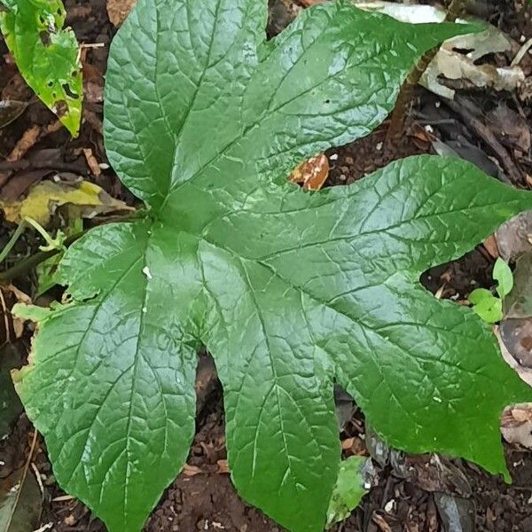 Dorstenia contrajerva Levél