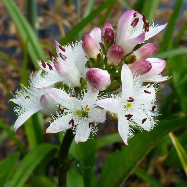 Menyanthes trifoliata Кветка