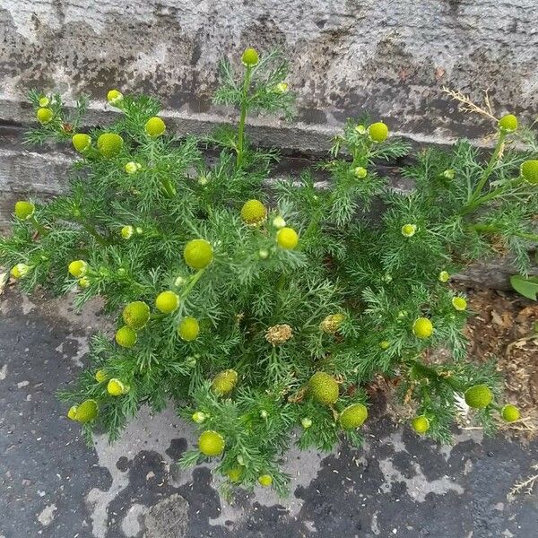 Matricaria discoidea Habitus