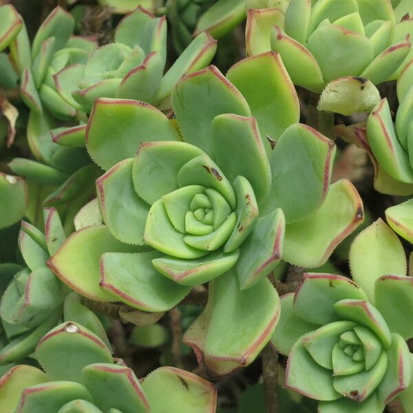 Aeonium valverdense عادت داشتن