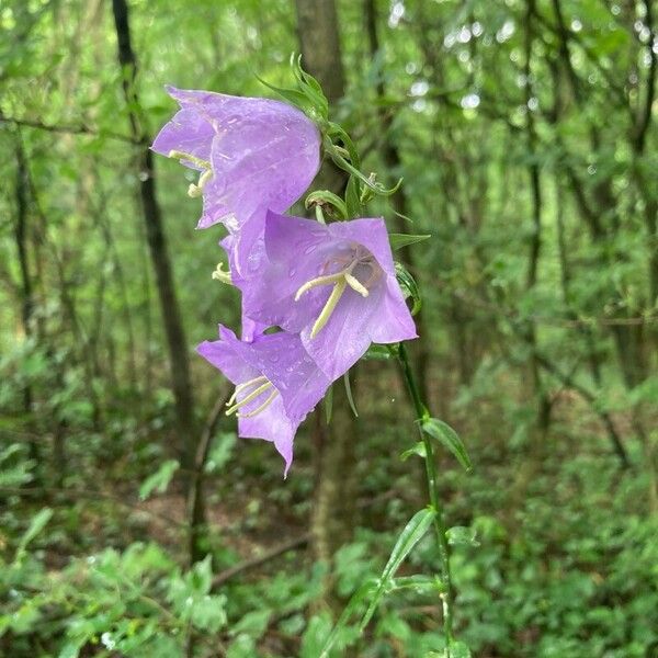 Campanula persicifolia Цветок