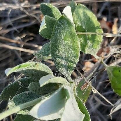 Eriogonum umbellatum Leaf