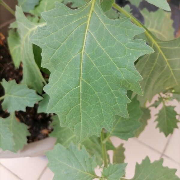 Solanum nigrescens Hoja