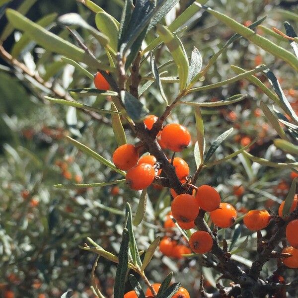 Hippophae rhamnoides Muu