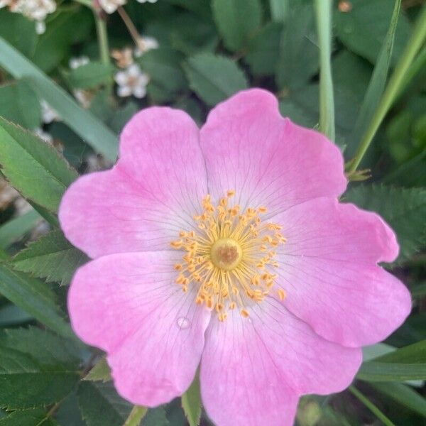 Rosa rubiginosa Flor