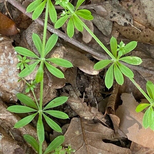 Galium triflorum Blad