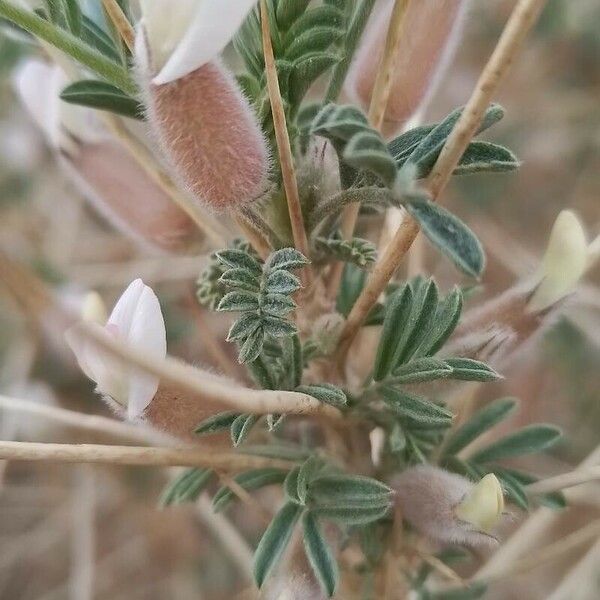 Astragalus armatus പുഷ്പം