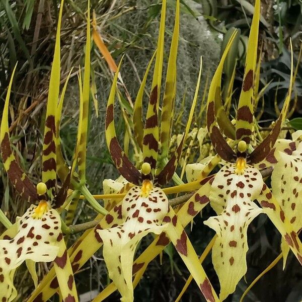 Brassia caudata फूल