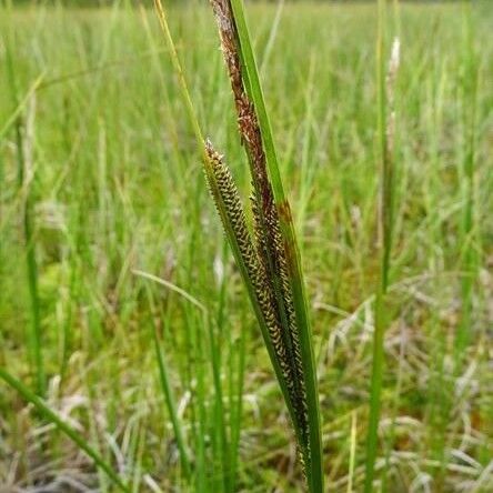 Carex aquatilis Fruit