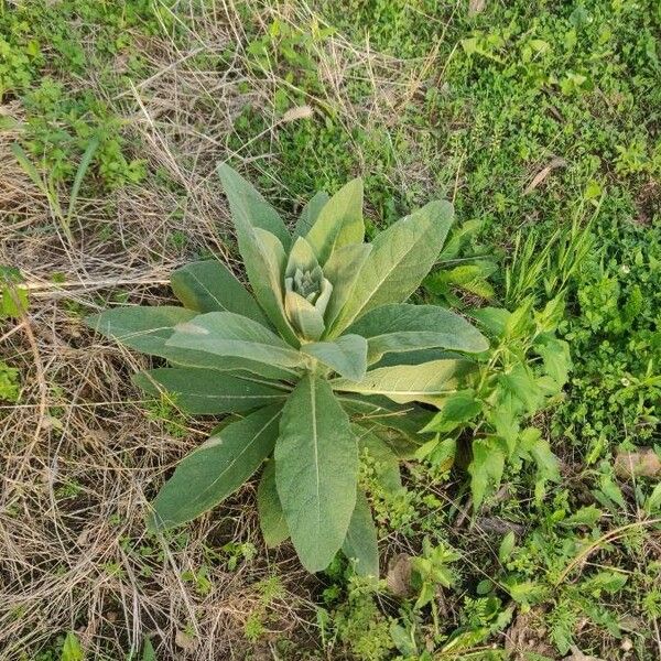 Asclepias viridiflora Fuelha