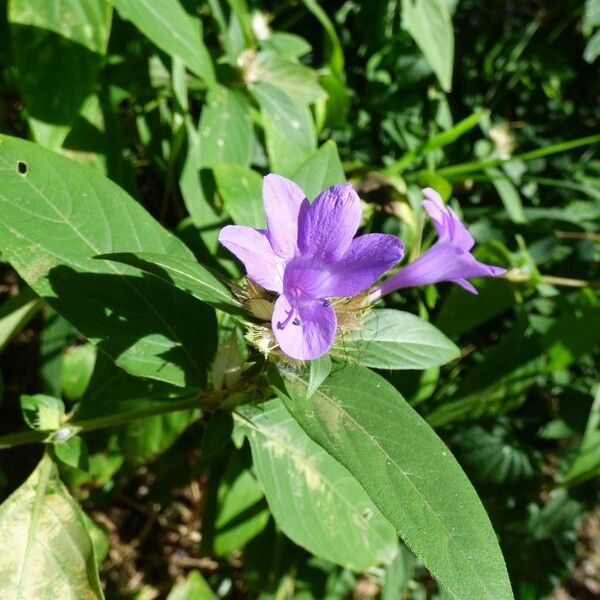 Barleria cristata Bloem