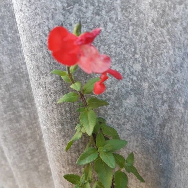 Salvia microphylla Flower