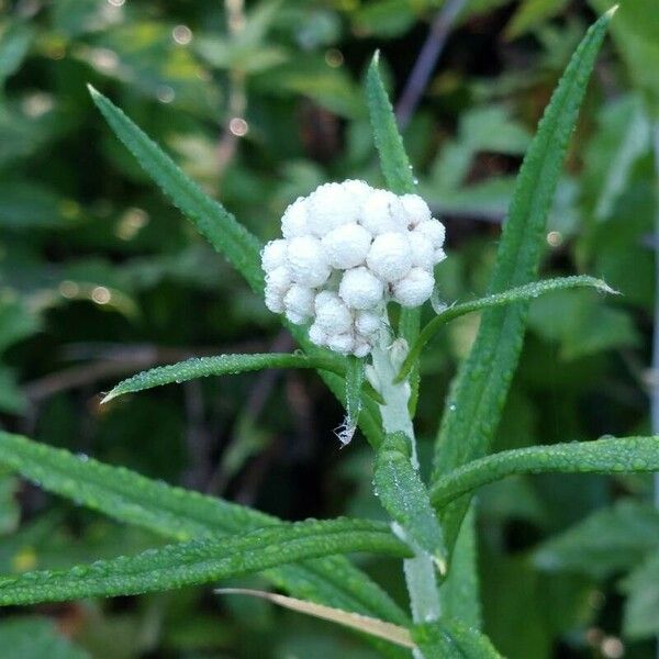 Anaphalis margaritacea Λουλούδι