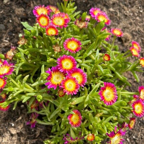 Delosperma sutherlandii Blodyn