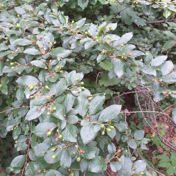 Cotoneaster acutifolius Blad