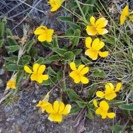 Viola nuttallii (Yellow prairie violet)
