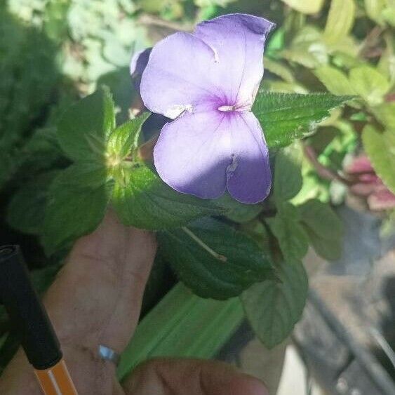 Achimenes longiflora Květ