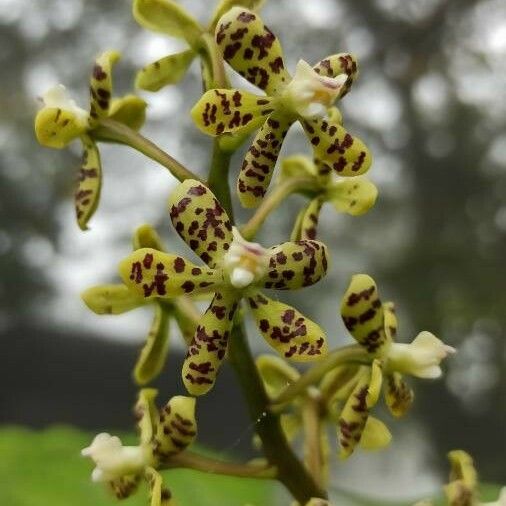 Grammatophyllum speciosum Kwiat