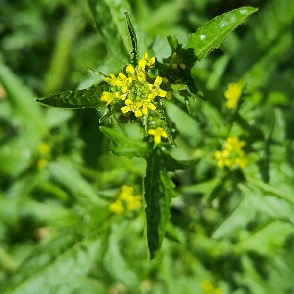 Sisymbrium officinale Õis