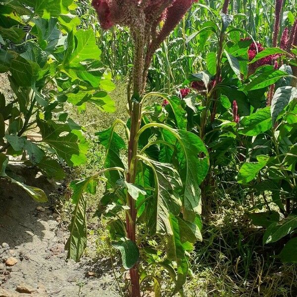 Amaranthus hypochondriacus Habitus