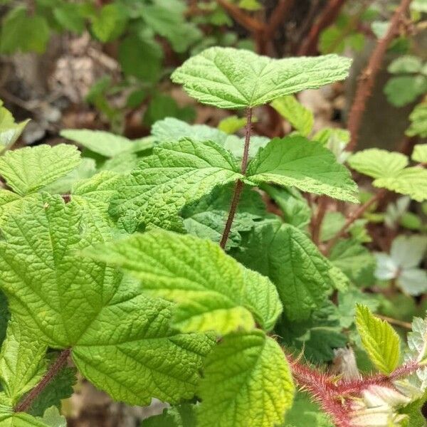 Rubus phoenicolasius Blatt