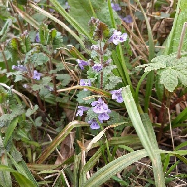 Glechoma hederacea Virág