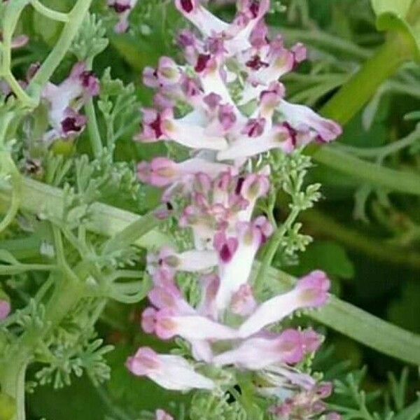 Fumaria parviflora फूल