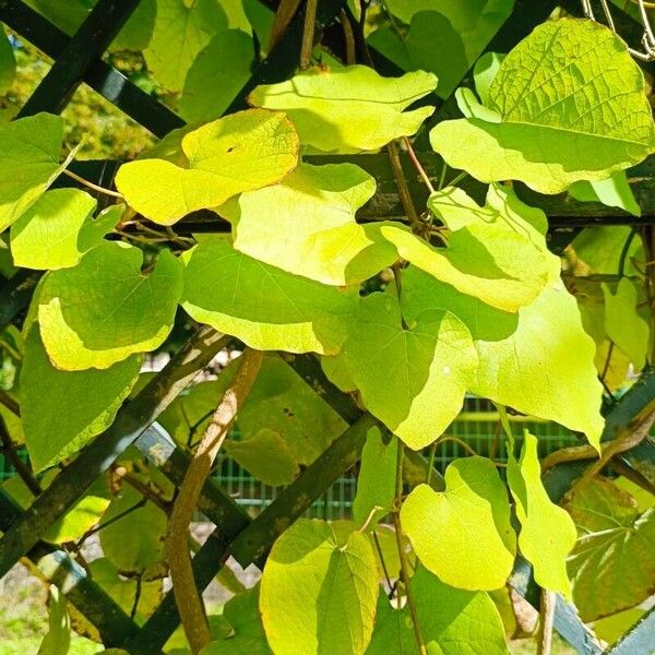 Aristolochia macrophylla Hoja