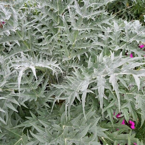 Cynara cardunculus Leht