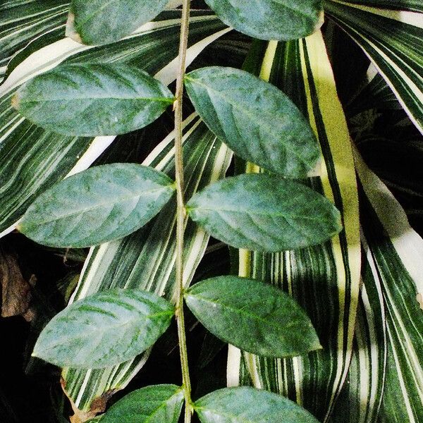 Lagerstroemia indica Lehti