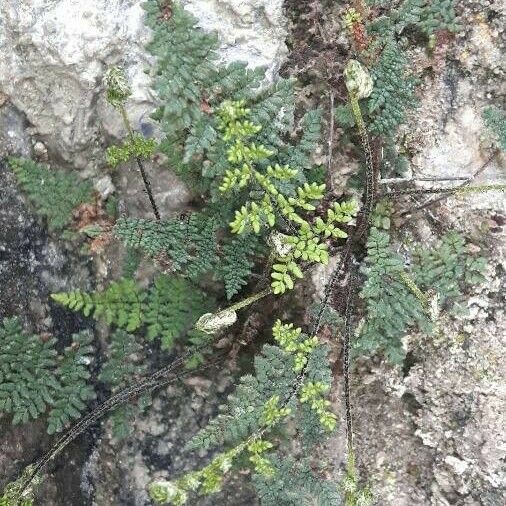 Hemionitis persica Blad