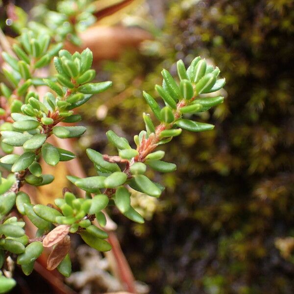 Empetrum nigrum Blatt