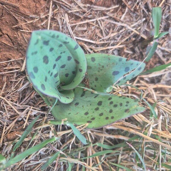 Ledebouria kirkii 葉