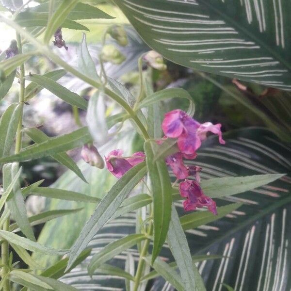 Angelonia biflora Цветок