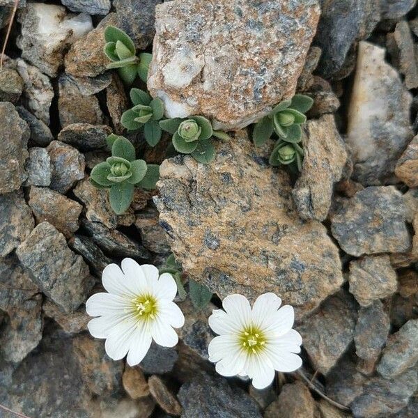 Cerastium latifolium Hábito