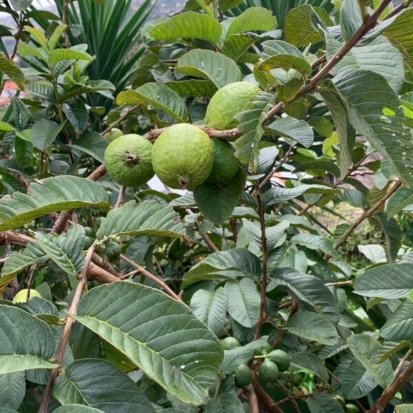 Psidium guajava Frukto