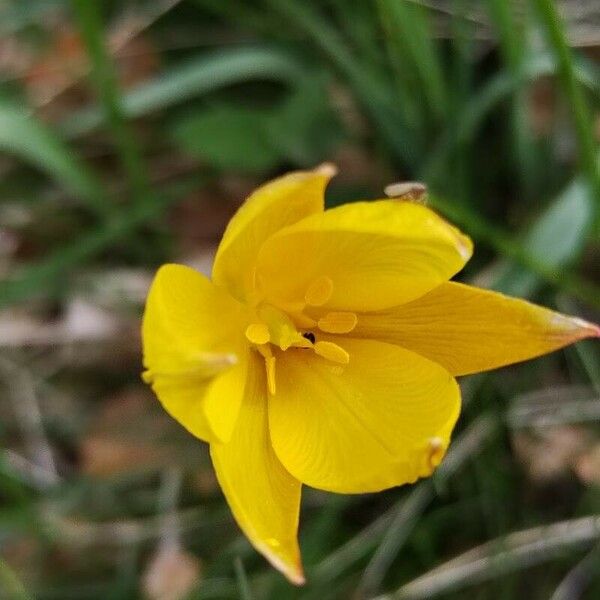 Tulipa sylvestris Flower