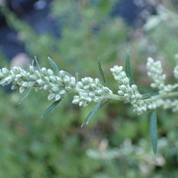 Artemisia vulgaris Floare