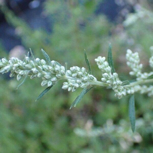 Artemisia vulgaris Virág