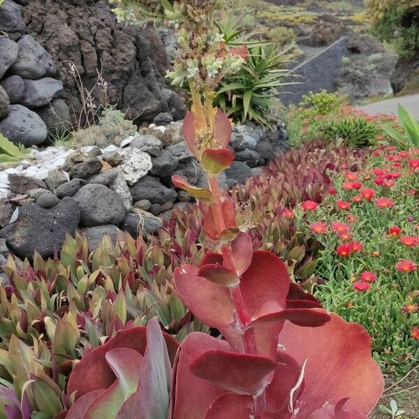 Kalanchoe tetraphylla Habit