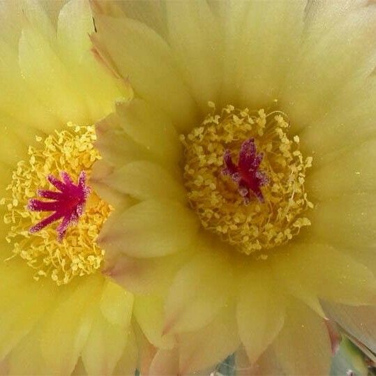 Parodia buiningii Flors