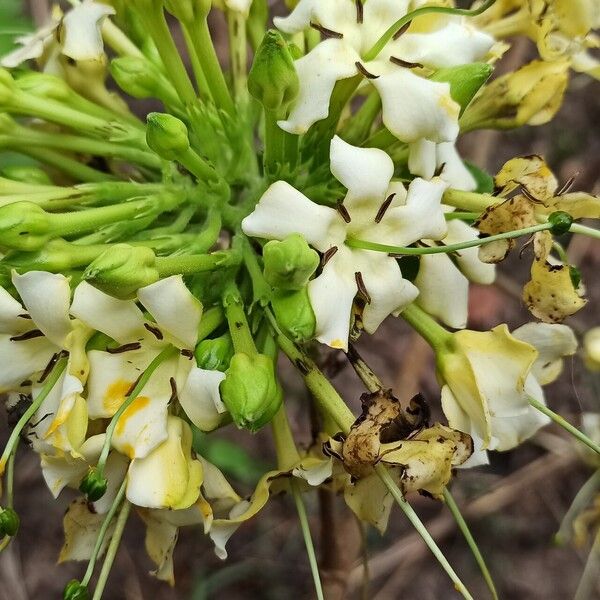 Macrosphyra longistyla Blomma